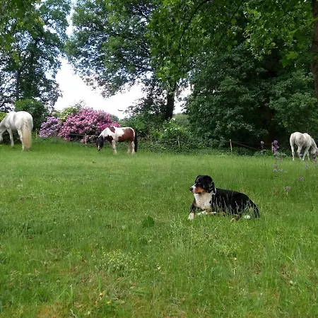 Muehlenbach Kotten- Bauernhofurlaub Mit Hund Und Pferd Bippen