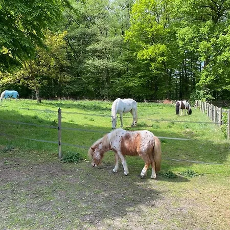 Muehlenbach Kotten- Bauernhofurlaub Mit Hund Und Pferd Bippen