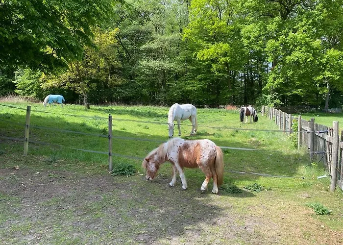 Mühlenbach Kotten- Bauernhofurlaub Mit Hund Und Pferd Bippen