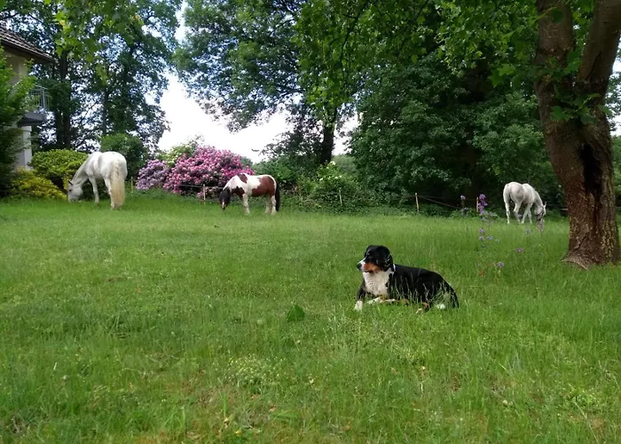 Mühlenbach Kotten- Bauernhofurlaub Mit Hund Und Pferd